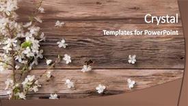  Presentation with spring - PPT theme having new plants - spring white blossoms on wooden background and a coral colored foreground