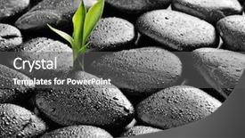  Presentation with zen stones - PPT theme consisting of new plants - zen basalt stones and bamboo background and a dark gray colored foreground