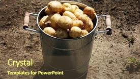  Presentation with new orleans gala - PPT layouts having new potatoes in metal bucket background and a tawny brown colored foreground