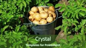  Presentation with new orlenas - Slides having new potatoes in metal bucket background and a  colored foreground