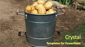  Presentation with new orlenas - Amazing presentation theme having new potatoes in metal bucket backdrop and a  colored foreground