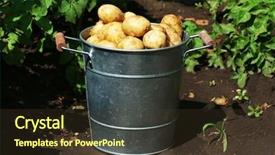  Presentation with new to leadership - Presentation design enhanced with new potatoes in metal bucket background and a  colored foreground