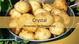  Presentation with new babie - Presentation theme with new potatoes in metal bucket background and a yellow colored foreground
