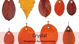  Presentation with autumn leaves - Colorful slides enhanced with new product - tag label autumn leaves isolated backdrop and a red colored foreground