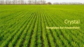  Presentation with wheat - Colorful presentation design enhanced with new shoots of a winter backdrop and a tawny brown colored foreground