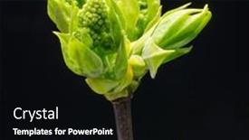  Presentation with green leaves - PPT theme with new-small-green-leaves background and a black colored foreground