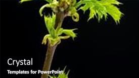  Presentation with green maple leaves - PPT layouts featuring new-small-green-leaves background and a black colored foreground