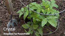  Presentation with tomato plant - Theme consisting of new tomato plant in wire background and a tawny brown colored foreground