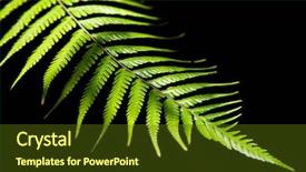  Presentation with green leaf water drops - PPT theme featuring new tree - green fern leaf background and a tawny brown colored foreground