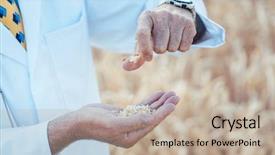  Presentation with crops - Slide deck consisting of new types of grain crops background and a mint green colored foreground