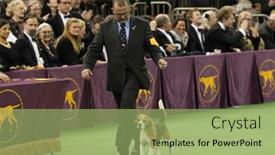  Presentation with award show - Theme having new-york-feb-17-miss background and a mint green colored foreground