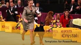  Presentation with doberman - PPT layouts consisting of new-york-february-14-doberman background and a gold colored foreground