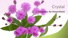  Presentation with new york - Cool new slides with new-york-ironweed-vernonia-noveboracensis backdrop and a lavender colored foreground