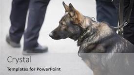  Presentation with funeral service - Cool new PPT layouts with new-york-jan-13-2017 backdrop and a light gray colored foreground