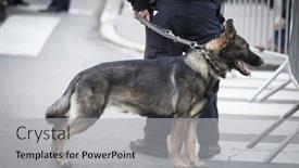  Presentation with funeral service - Amazing presentation theme having new-york-jan-13-2017 backdrop and a light gray colored foreground