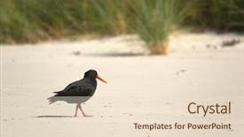  Presentation with new zealand silver fern black - Cool new presentation theme with new zealand bird variable oystercatcher backdrop and a lemonade colored foreground