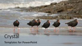  Presentation with new zealand silver fern black - Amazing slide set having new zealand bird variable oystercatchers backdrop and a light gray colored foreground