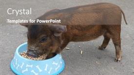  Presentation with new zealand - Amazing PPT theme having new-zealand-kune-kune-piglet backdrop and a gray colored foreground