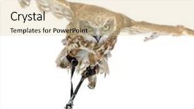  Presentation with new years - Presentation with new zealand owl 3 years in front of a white background background and a lemonade colored foreground