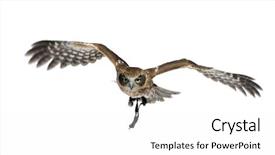  Presentation with new years - Cool new presentation theme with new zealand owl 3 years backdrop and a white colored foreground