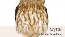  Presentation with new zealand silver fern black - Colorful theme enhanced with new zealand owl in front of a white background backdrop and a coral colored foreground