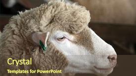  Presentation with sheep - PPT theme enhanced with new zealand perendale sheep profile shot background and a tawny brown colored foreground