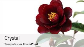  Presentation with rider - PPT theme featuring new zealand space - camelia night rider on white background and a  colored foreground