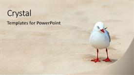  Presentation with seagull - Presentation theme with new zealand space - wildlife photo of a cute background and a lemonade colored foreground