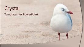 Presentation with seagull - Cool new presentation with new zealand space - wildlife photo of a cute backdrop and a  colored foreground