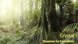  Presentation with maori new zealand native bush - Cool new PPT theme with new zealand tropical forest jungle backdrop and a tawny brown colored foreground