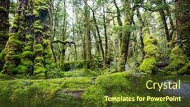  Presentation with tropical forest - Theme consisting of new-zealand-tropical-jungle-forest background and a tawny brown colored foreground