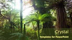  Presentation with tropical forest - Slide set consisting of new-zealand-tropical-jungle-forest background and a tawny brown colored foreground