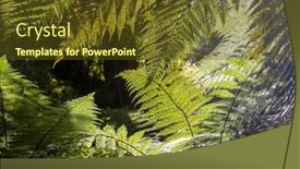  Presentation with tropical forest - Presentation design consisting of new-zealand-tropical-jungle-forest background and a tawny brown colored foreground