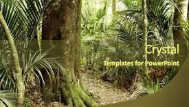  Presentation with maori new zealand native bush - Slide set consisting of new zealand tropical jungle forest background and a  colored foreground