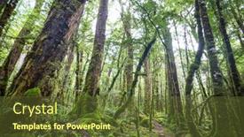  Presentation with tropical forest - Presentation theme enhanced with new-zealand-tropical-jungle-forest background and a tawny brown colored foreground