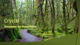  Presentation with tropical forest - Audience pleasing slides consisting of new-zealand-tropical-jungle-forest backdrop and a tawny brown colored foreground