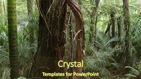 Presentation with tropical forest - Colorful slides enhanced with new zealand tropical jungle forest backdrop and a tawny brown colored foreground