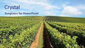  Presentation with lonely man new zealand tourists - Presentation design consisting of new zealand vineyard - beautiful lush background and a sky blue colored foreground