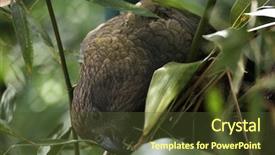  Presentation with underwater wild nature sea life - Cool new theme with new zeland - kea nestor notabilis wild life backdrop and a  colored foreground