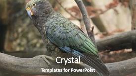  Presentation with animal - Amazing theme having new zeland - kea nestor notabilis wildlife animal backdrop and a  colored foreground