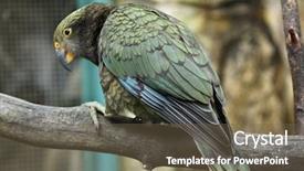  Presentation with safari park beautiful wildlife animal - Amazing presentation having new zeland - kea nestor notabilis wildlife animal backdrop and a  colored foreground