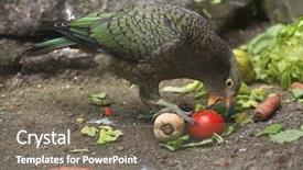  Presentation with safari park beautiful wildlife animal - Audience pleasing theme consisting of new zeland - kea nestor notabilis wildlife animal backdrop and a  colored foreground