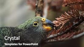  Presentation with wildlife - Colorful presentation design enhanced with new zeland - kea nestor notabilis wildlife animal backdrop and a  colored foreground
