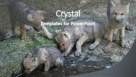  Presentation with arctic wolf canis lupus arctos - Audience pleasing slide deck consisting of newborn arctic wolf canis lupus backdrop and a gray colored foreground