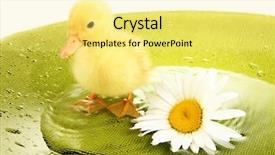  Presentation with floating solar farm - Cool new PPT theme with newborn baby drinking - floating cute duckling close up backdrop and a yellow colored foreground