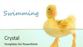  Presentation with floating - PPT layouts featuring newborn baby drinking - floating cute duckling isolated background and a sky blue colored foreground