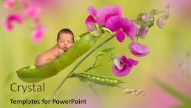  Presentation with christmas baby jesus sleeping - Cool new PPT theme with newborn baby sleeping in a peapod with lathyrus flowers backdrop and a yellow colored foreground