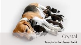  Presentation with newborn sizes - Audience pleasing theme consisting of newborn-beagle-puppies-sleep backdrop and a light gray colored foreground