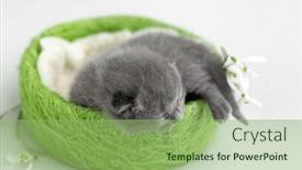  Presentation with newborn - Presentation theme enhanced with newborn-british-shorthair-kitten background and a seafoam green colored foreground
