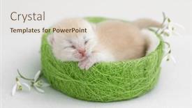  Presentation with newborn - PPT theme with newborn-british-shorthair-kitten background and a lemonade colored foreground